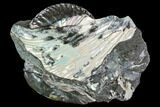 Hoploscaphites Ammonite - South Dakota #110581-2